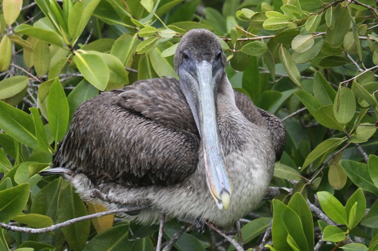 galapagos